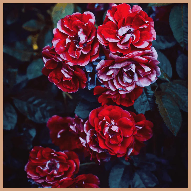 Red Roses Snap Bar Wax Melt