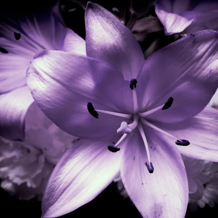moonlight lily flower Lenny Moonlight Lily Snap Bar – Wicked Wax Melts